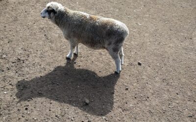 Zacieranie tynku baranek – na czym polega ta technika?